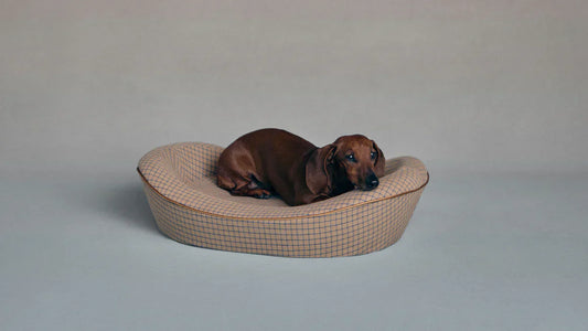The Design-Conscious Pet Owner's Guide to Dog Beds