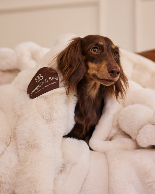 Dog wrapped in a fluffy blanket with a tag labeled 'Snooze & Stay' on a neutral background