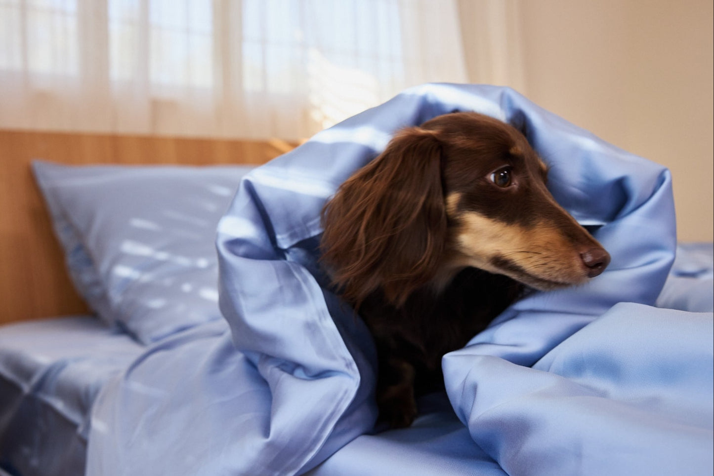 Snuggle & Stay Signature Furless™ Sheet Set