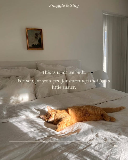 Cat lying on a bed with sunlight streaming through a window, accompanied by text 'Snuggle & Stay'.