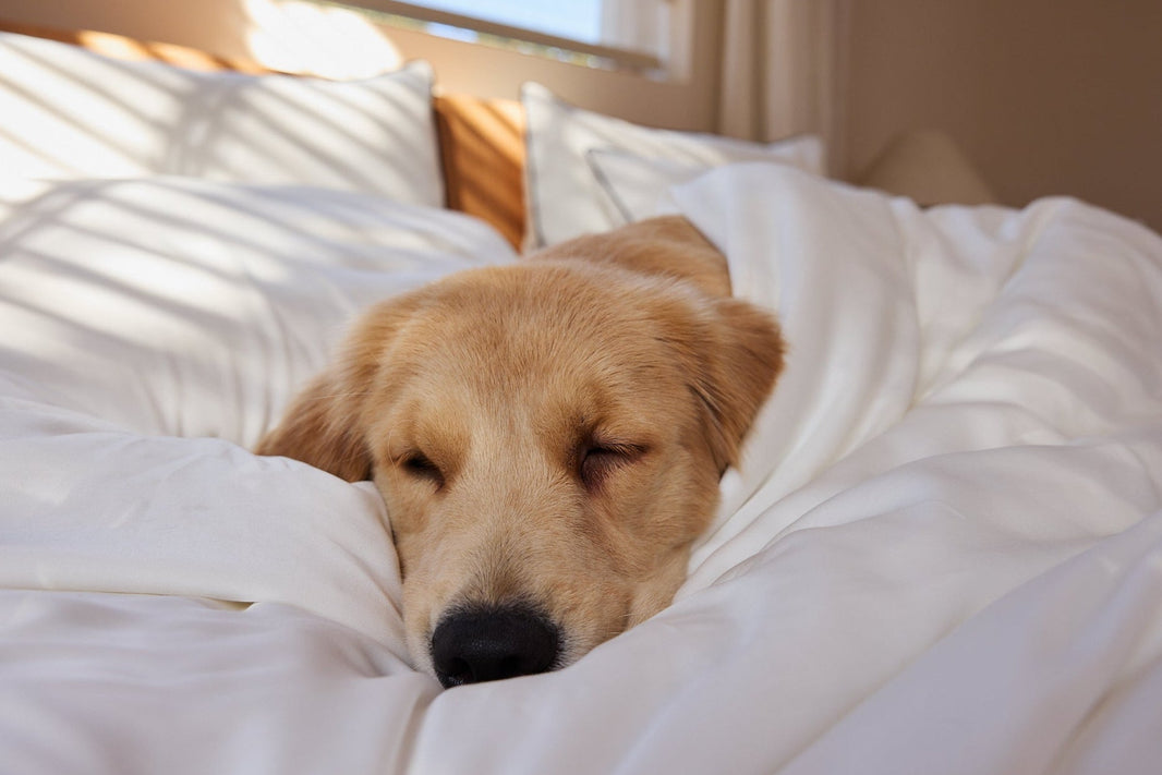 Dog cozily snuggles in bed