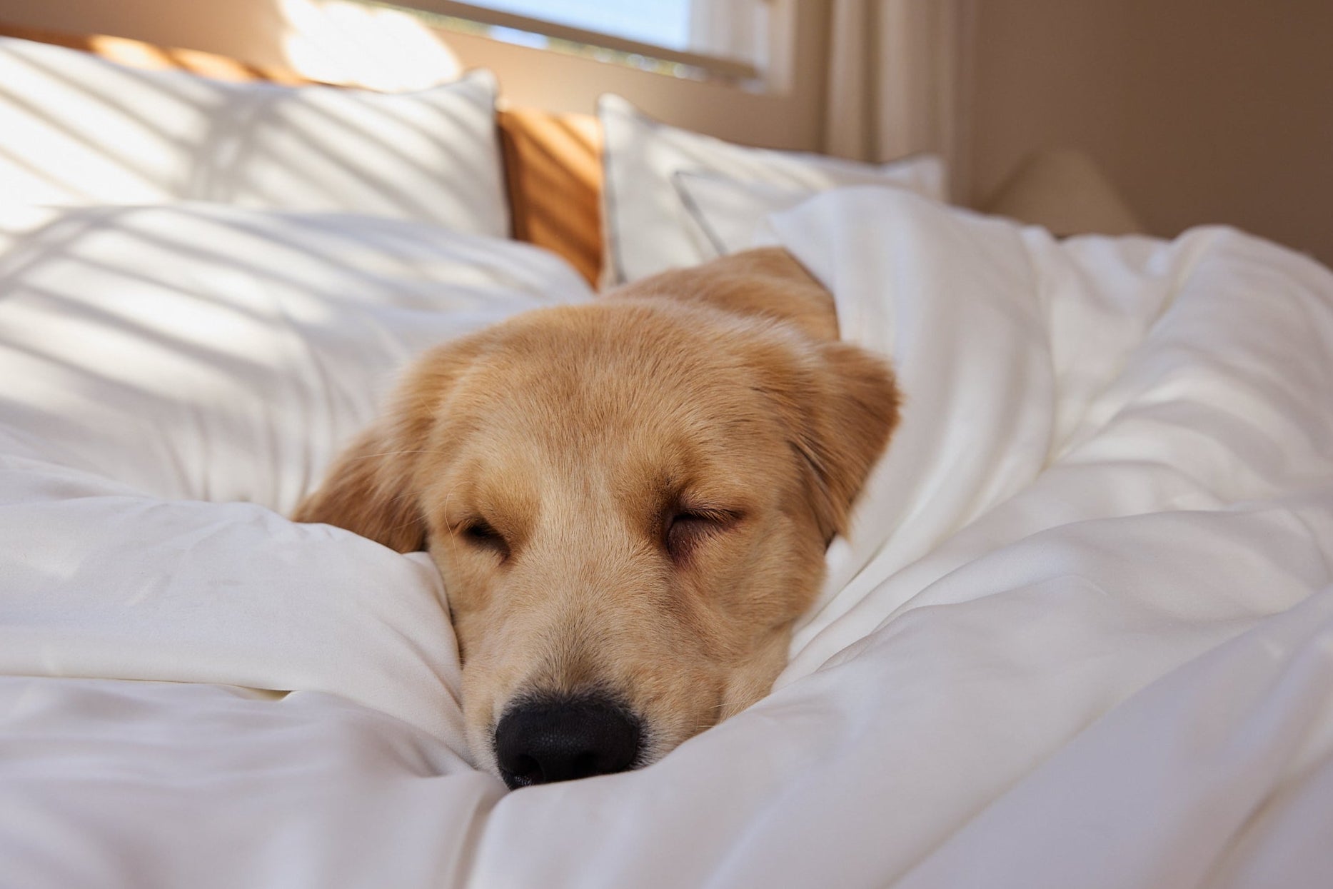 Dog cozily snuggles in bed