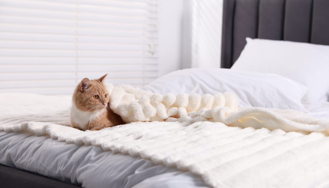 How to Keep Your Bedroom Clean When You Sleep with Pets.