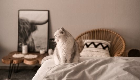 Can Luxury Bedding and Pets Coexist? Absolutely!