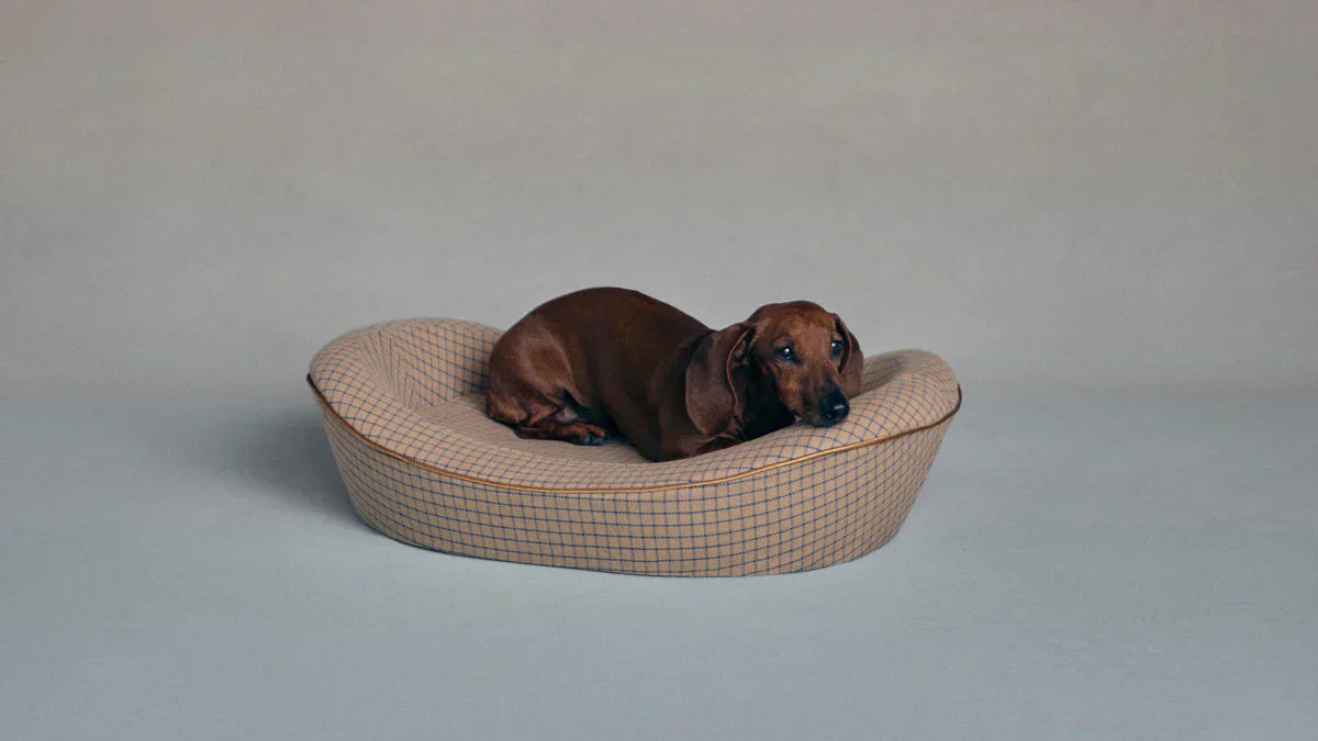 The Design-Conscious Pet Owner's Guide to Dog Beds