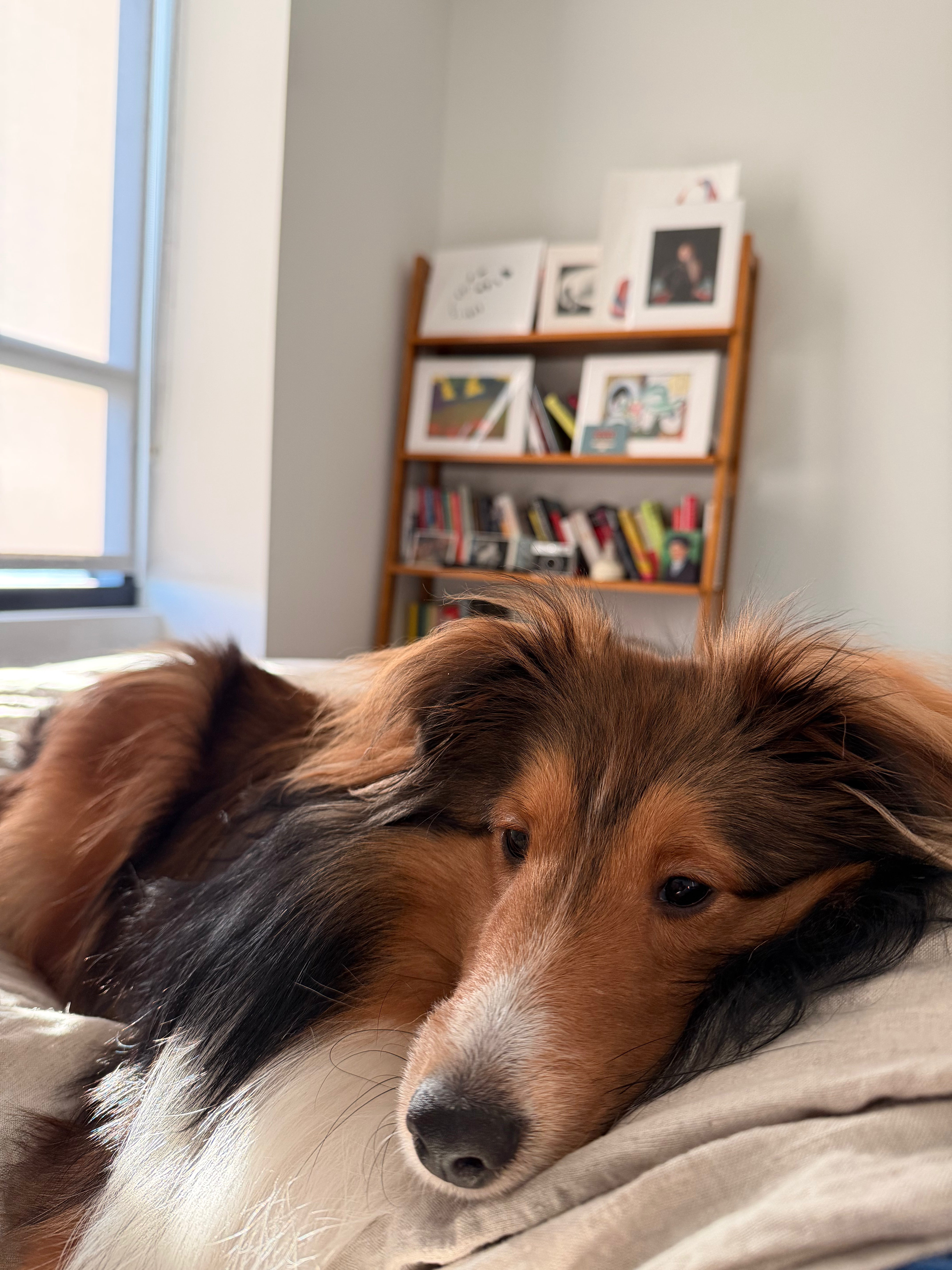 How to Get Dog Hair Off Your Bedding (And Actually Keep It Off)