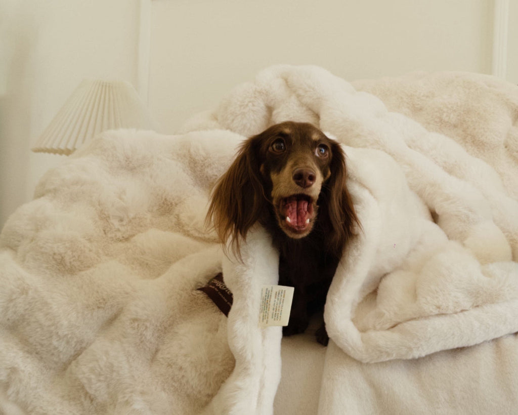 Cute Dachshund peeking out from Snuggle & Stay fluffy blanket, feeling very happy