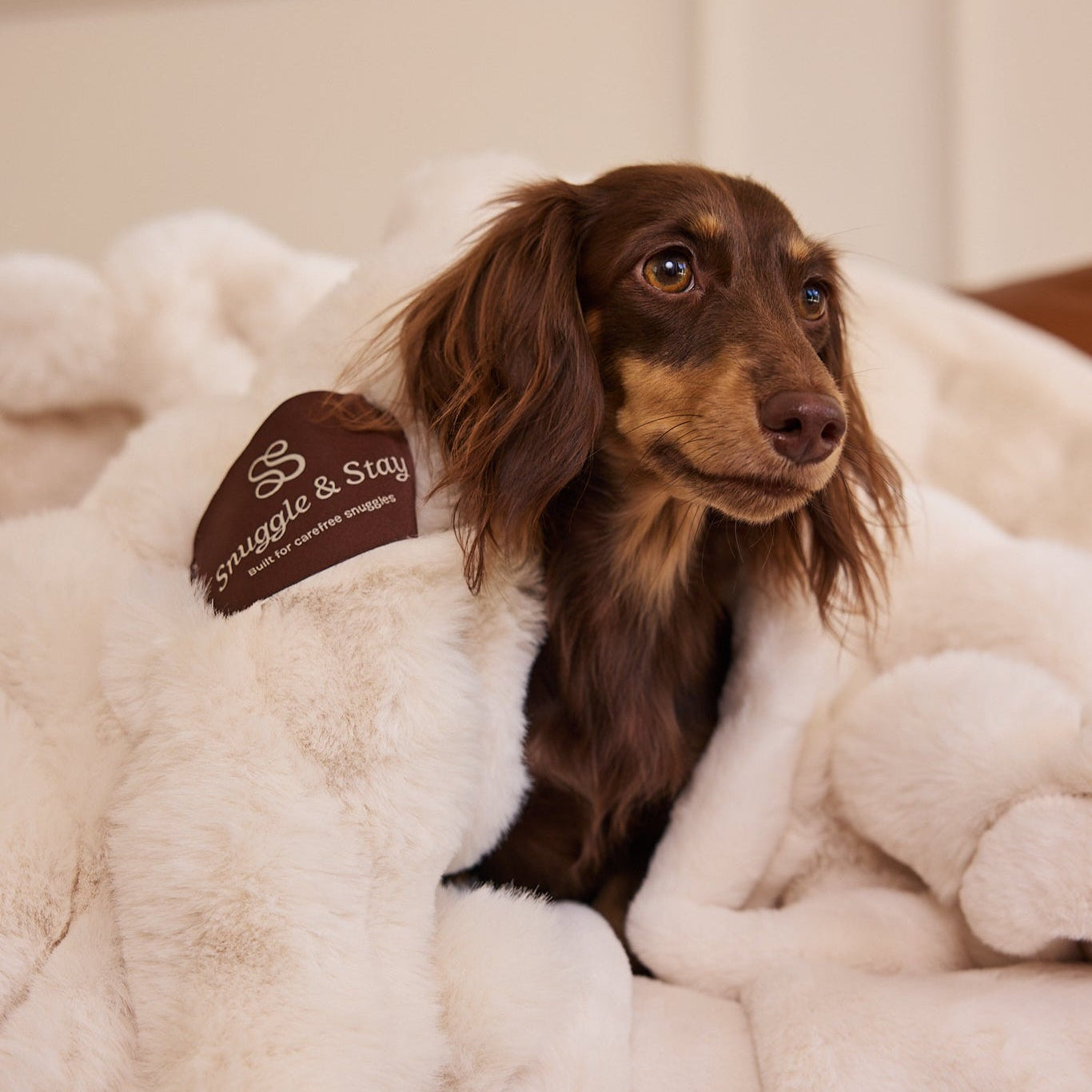 Dog lying on a fluffy blanket with a 'Snuggle & Stay' pillow