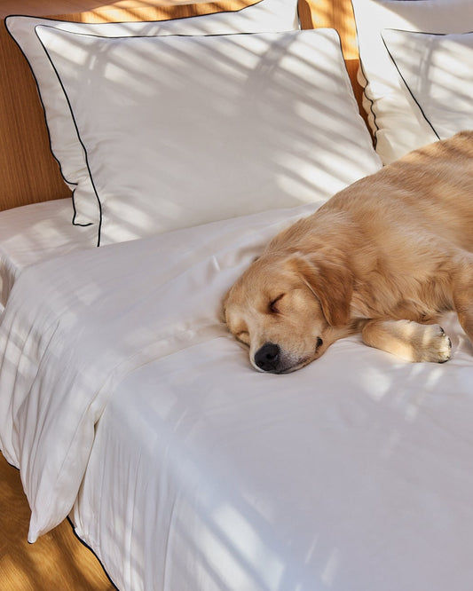 Dog lying on a bed with white bedding in a bedroom setting