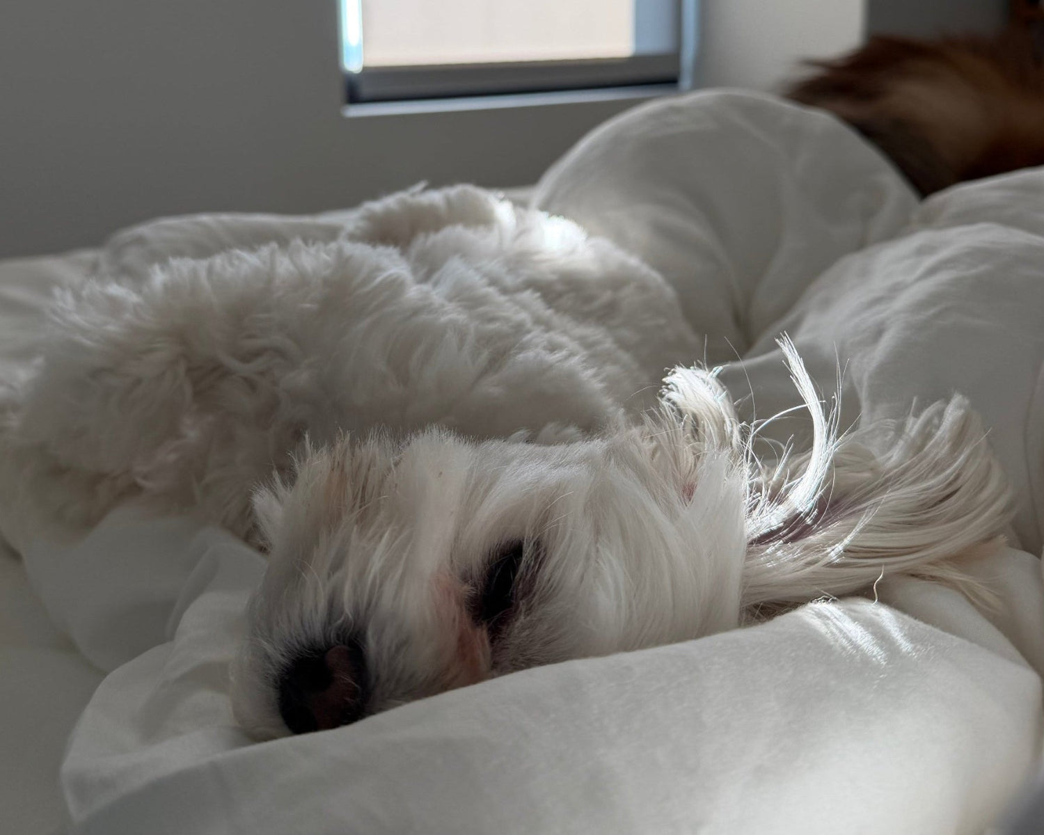 Mateo the maltese snuggles next to Ollie the Sheltie on bed