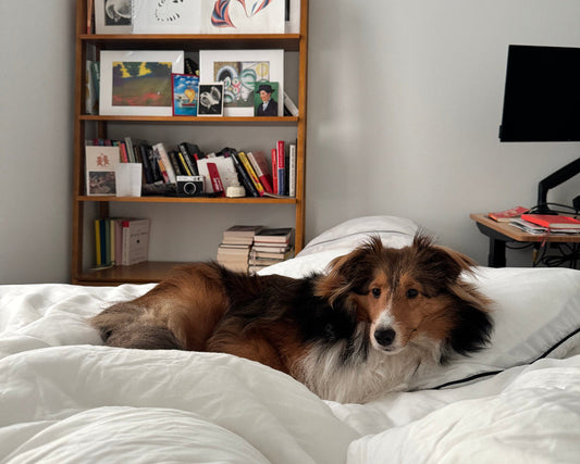 Ollie the Sheltie lying on Snuggle & Stay Furless bedding in a bedroom with bookshelf