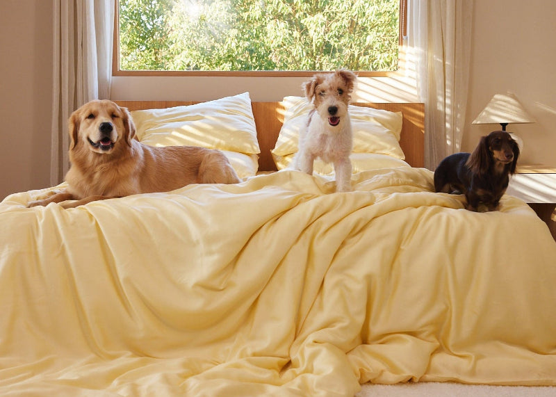 Three lively dogs on Butter Yellow Snuggle & Stay Furless bedding set in a bright room