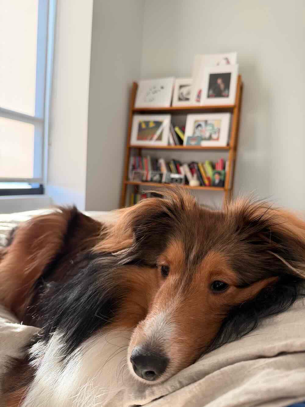 A fluffy long-haired dog with brown, black, and white fur rests on a light-colored bed or cushion in a bright room, with a wooden bookshelf and framed pictures in the background.